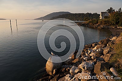 Gulls on Lummi Island Stock Photo