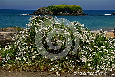 gulls nesting rock near a beach in spain Stock Photo