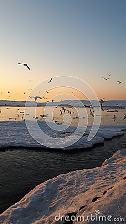 Gulls over the winter Baltic Sea Stock Photo