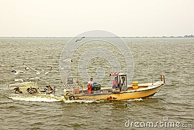 Gulls and pelicans mob crabbers checking their pots in North Car Editorial Stock Photo