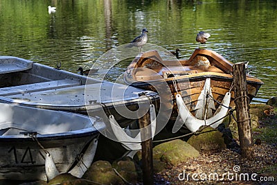 Gulls perched on a boat Stock Photo