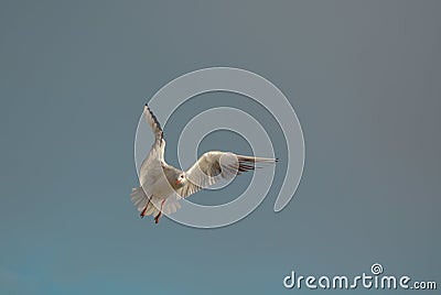 Gulls or seagulls acrobatic - Macedonia Stock Photo