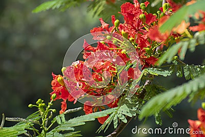 Gulmohar Delonix regia Tree Striking Red Flowers Coseup Stock Photo