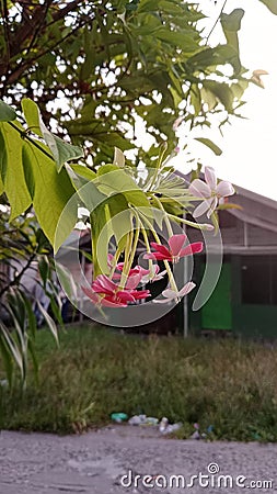 The gulp plant is beneficial for health Stock Photo