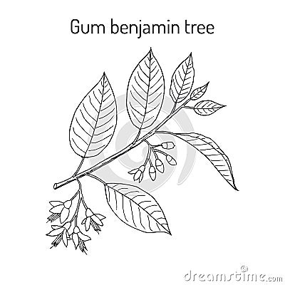 Gum benjamin tree Styrax benzoin , medicinal plant. Vector Illustration