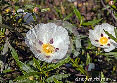 Gum Cistus - Cistus ladanifer flowers in the Alentejo region of Southern Portugal. Stock Photo