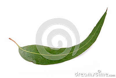Gum leaf Stock Photo
