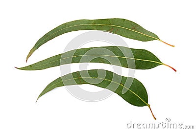 Gum leaf Stock Photo