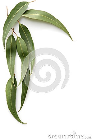 Gum Leaves Stock Photo