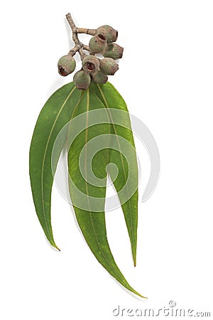 Gum Leaves and Gum Nuts Stock Photo