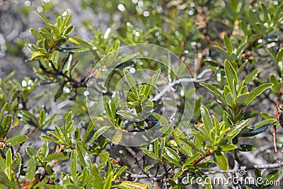 Gum rockrose, Cabo Sardao, Portugal Stock Photo