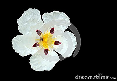 Gum rockrose cistus ladanifer in the countryside from Portugal Stock Photo