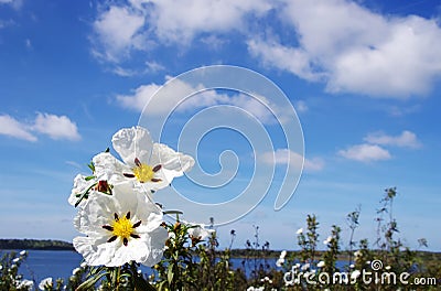 Gum rockrose - Cistus ladanifer at Portugal Stock Photo