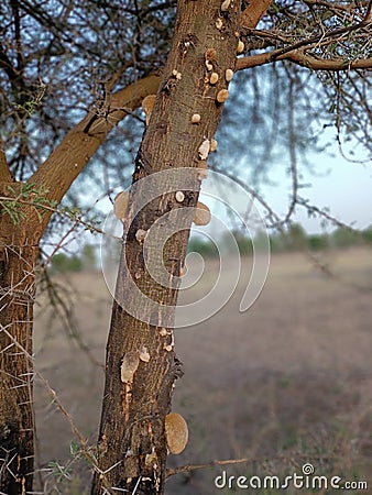 Gum seeping through he bark of a wattle tree Stock Photo