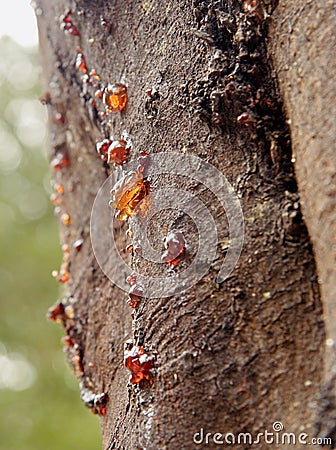 Gum seeping through he bark of a wattle tree Stock Photo