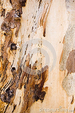 Gum Tree Bark Stock Photo