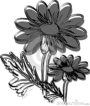 Gumamela flower Vector Illustration