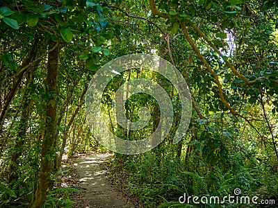 Gumbo Limbo Trail of the Everglades National Park. Boardwalks in the swamp. Florida, USA Stock Photo