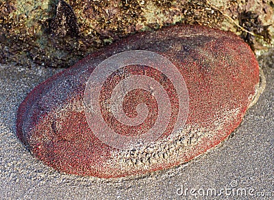 Gumboot chiton Stock Photo