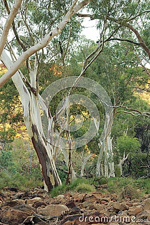 Gums Trees - Australian Eucalyptus Stock Photo
