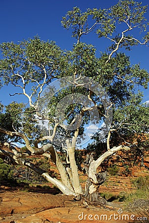 Gums trees - Australian Eucalyptus Stock Photo