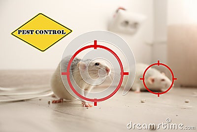 Gun targets on rats and warning sign Pest Control Stock Photo