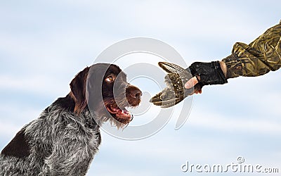 Gundog and the hand of the owner keeps the wing of wildfow Stock Photo