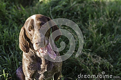 Gundog Perdiguero sticking out his tongue. Stock Photo