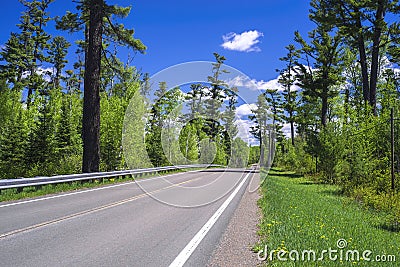 Gunflint trail, white pine Stock Photo