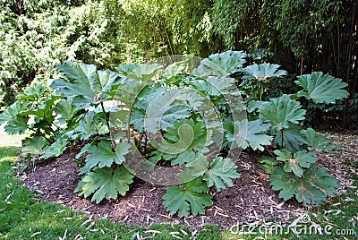 Gunnera Manicata - giant rhubarb Stock Photo