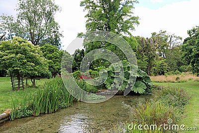 Gunnera Manicata Stock Photo