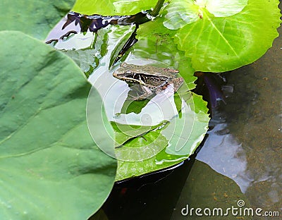 Gunthers Frog and Lotus flowers in Pond Stock Photo