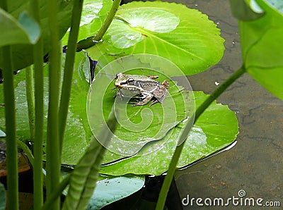 Gunthers Frog and Lotus flowers in Pond Stock Photo