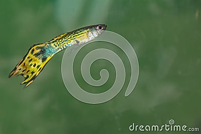 Yellowish Green Guppy Fish Male Stock Photo