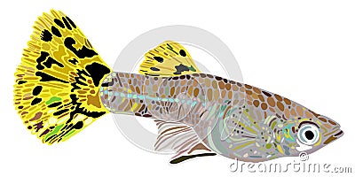 Guppy female Vector Illustration