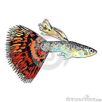 Guppy fish with colorful tail Vector Illustration