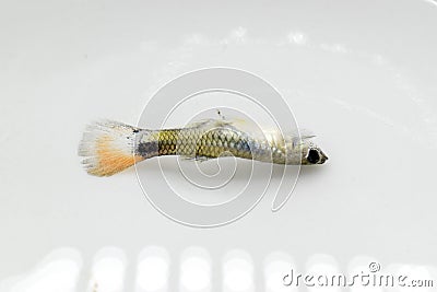 Guppy fish died due to bent spine disease Stock Photo