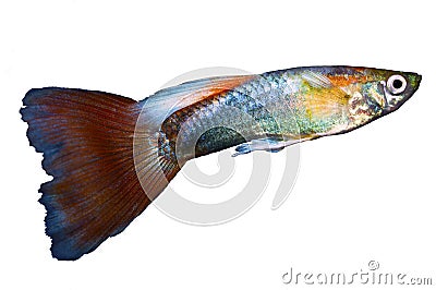 Fancy Male Guppy Stock Photo