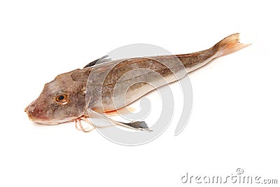 Gurnard fish Stock Photo