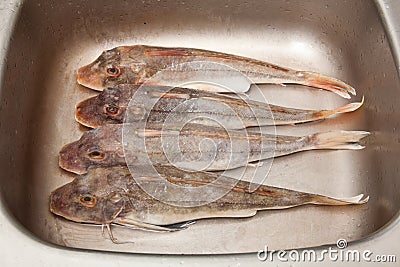 Gurnard sea fish in pan Stock Photo