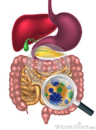 Gut Bacteria Magnifying Glass Vector Illustration