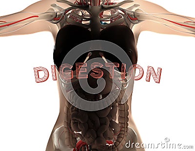 Gut bacteria, microbiome. Magnification of bacteria inside the intestines, concept, representation. 3D illustration Stock Photo