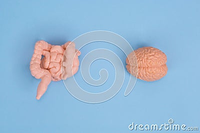 Gut-Brain Axis model, The Gut-Brain Axis: Influence of Microbiota on Mood and Mental Health, Anatomical models of human brain and Stock Photo