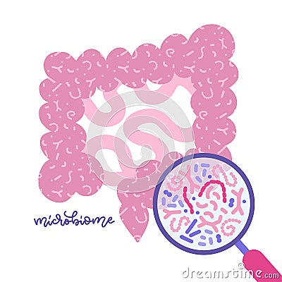 Gut microbiota viewed under a magnifying glass. Human gut and microbiome concept. Glat vector illustration for topics Vector Illustration