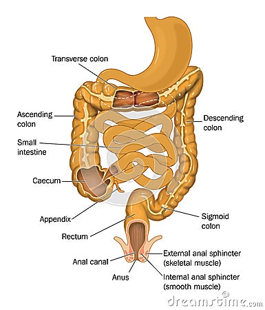 The gut from stomach to anus Stock Photo