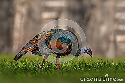 Gutemala nature. Ocellated turkey, Meleagris ocellata, rare bizar bird, Tikal National Park, Gutemala. Wildlife scene from nature Stock Photo