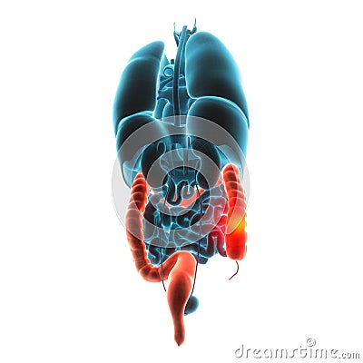 Guts organ pain Cartoon Illustration
