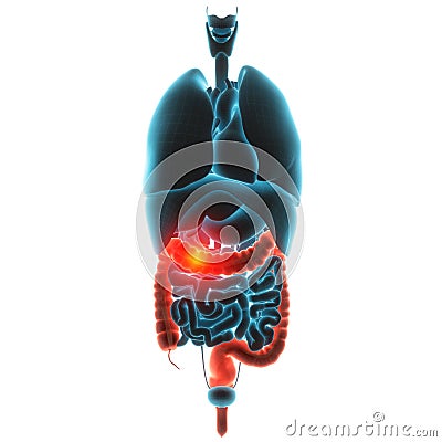 Guts organ pain Cartoon Illustration