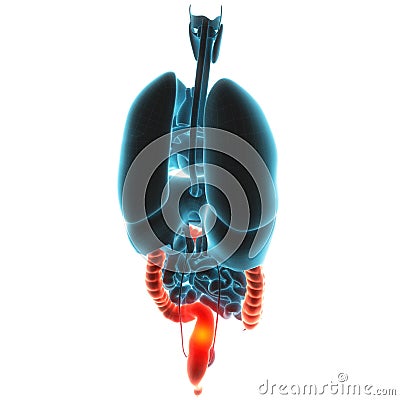 Guts organ pain Cartoon Illustration