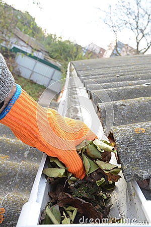 Gutter Leaf Removal Photo. Roof gutter with fallen leaves. Rain gutter with roofer hand cleaning photo Stock Photo